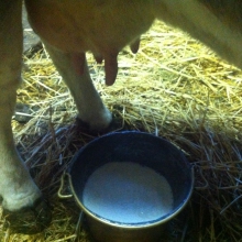 Mucche per latte burro e formaggi per il fabbisogno dell'agriturismo
Le mucche sono di razza grigio alpina